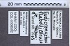 Etikette zu Eudicronychus flabellicornis (NHMW-ZOO-COL-0008502)